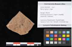 Foto (Objekt + Etikett) von Myrica lignitum Unger (NHMW-GEO-2024-0188-0468)